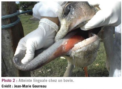 photo2 chenilles dt214